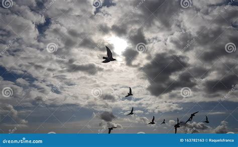 Flock Of Birds Flying On Cloudy Day Stock Image Image Of Flock