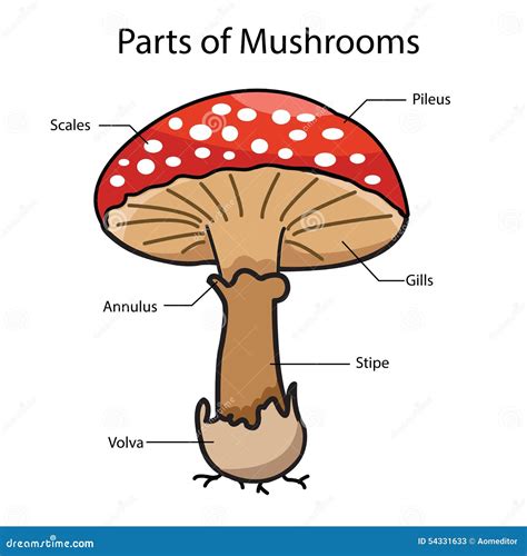 Diagram Of Mushroom Parts