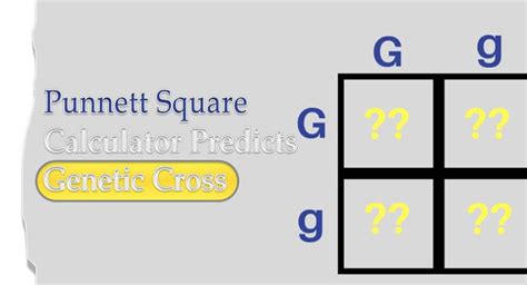 Punnett Square Calculator Archives Intellectfolks