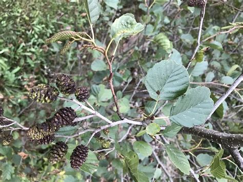 Speckled Alder Glen Arboretum