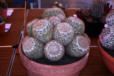 Mammillaria Standleyi Highly Commended Mammillaria Group Flickr