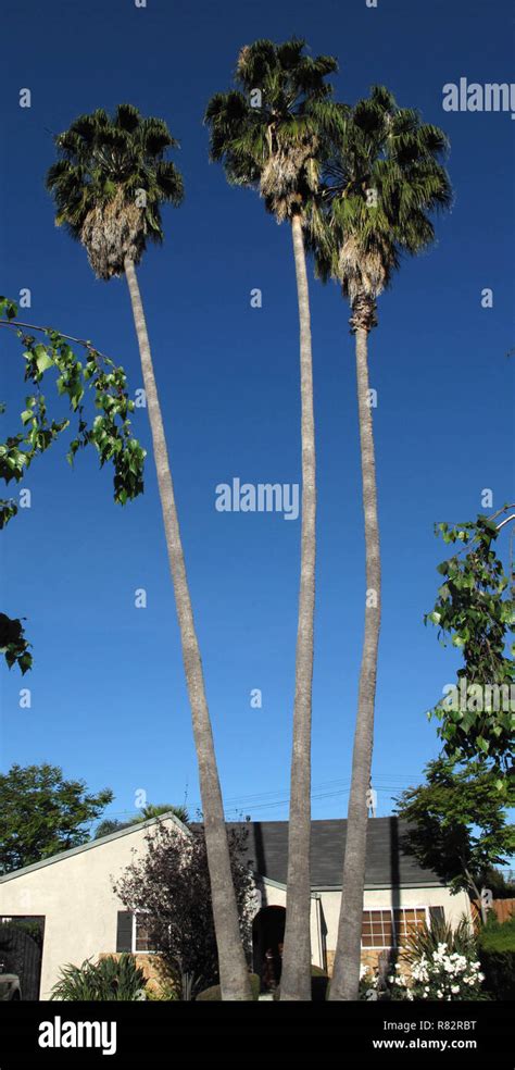 Los Angeles California America Stock Photo Alamy