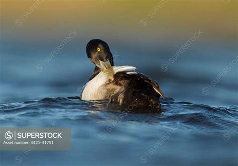 Greater Scaup Aythya Marila Adult Male Breeding Plumage Preening On