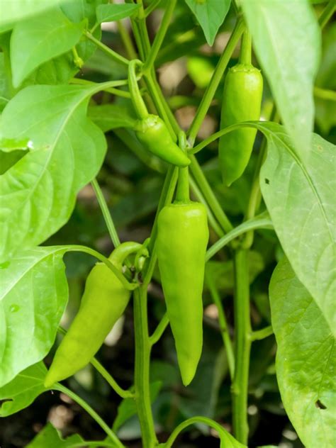 Sweet Banana Pepper