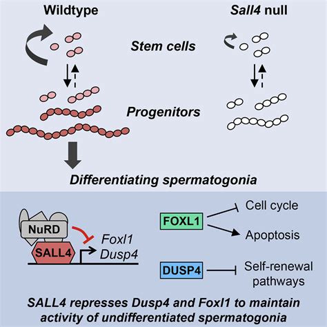 Germline Stem Cell Activity Is Sustained By Sall Dependent Silencing