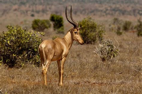 Hirola Antelope | Unusual animals, African wildlife, Animals wild