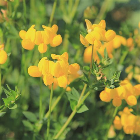 Bird S Foot Trefoil Seeds Lotus Corniculatus Kent Wildflower Seeds