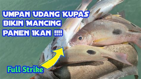 Umpan Udang Kupas Bikin Mancing Panen Ikan Youtube