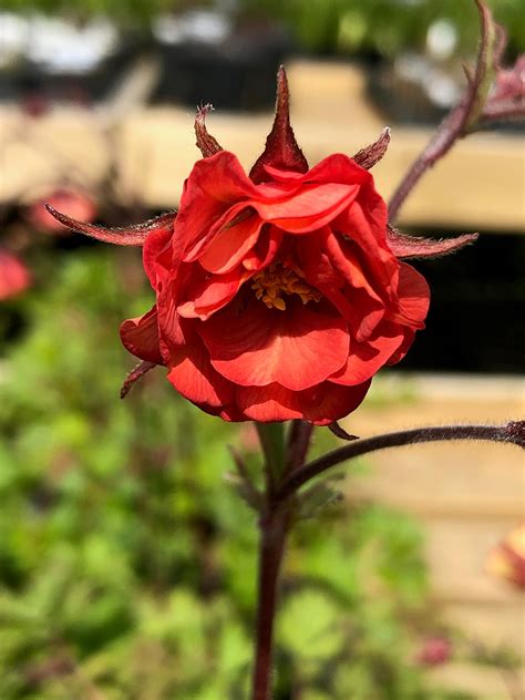 Geum ‘flames Of Passion Hare Spring Cottage Plants