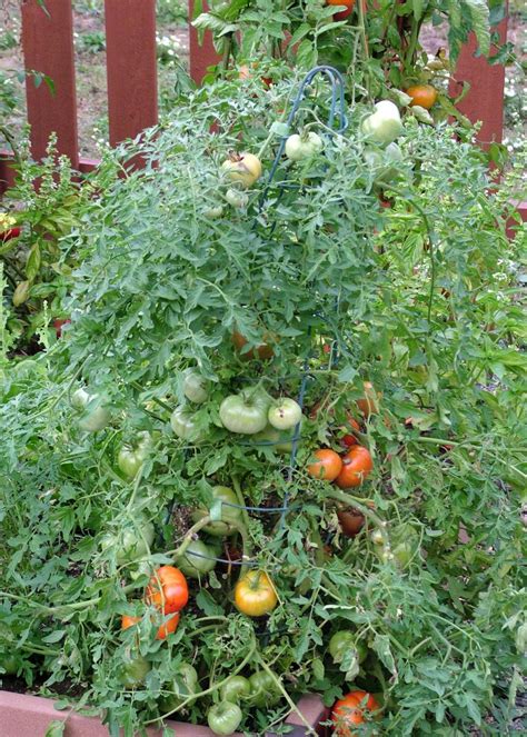 Tomato Varieties for Your Container Garden | Growing Tomatoes in Pots | HGTV