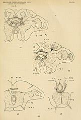 Category:Formicidae anatomy - Wikimedia Commons