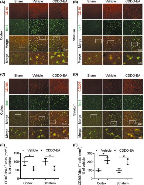 Cddoea Is Associated With Decreased M Phenotype Expression And