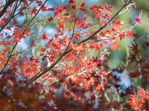 How To Prune A Japanese Maple Tree Tips And Timing