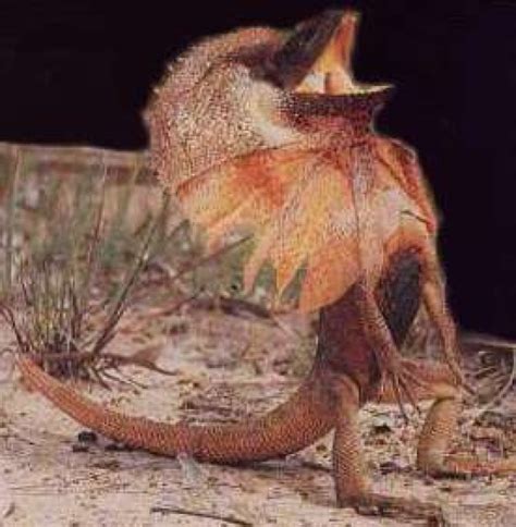 Frilled Neck Lizard Diet Wikipedia - coptoday