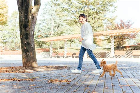 散歩は何分が正解？適切な散歩量を犬の大きさ別で解説します。 Media Dog