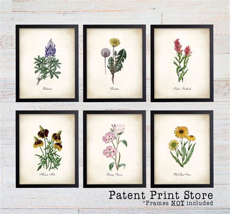 Texas Wildflower Botanical Art Prints. Botanical Print. Wildflower Print. Botanical poster ...