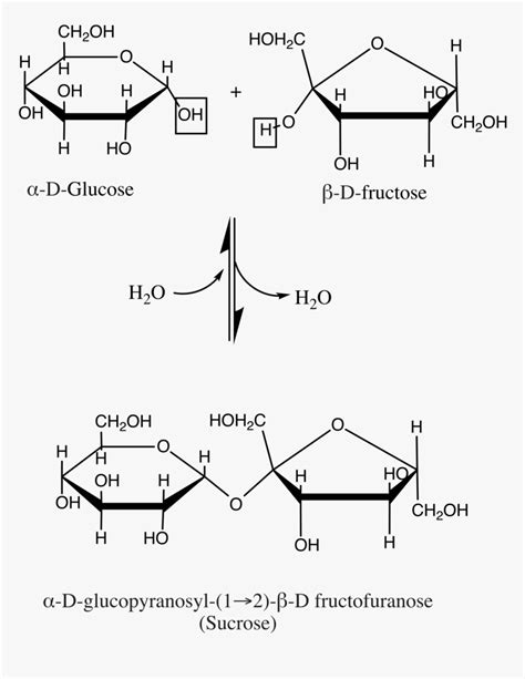 Sucrose Structure, HD Png Download , Transparent Png Image - PNGitem