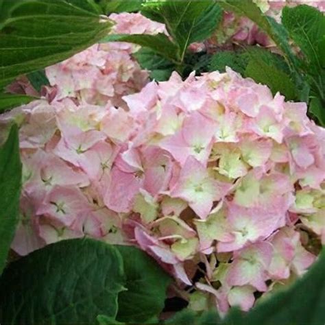 Kerti Hortenzia Hydrangea Macrophylla La France