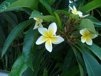 Frangipanier Blanc Plumeria Alba Entretien Arrosage Rempotage