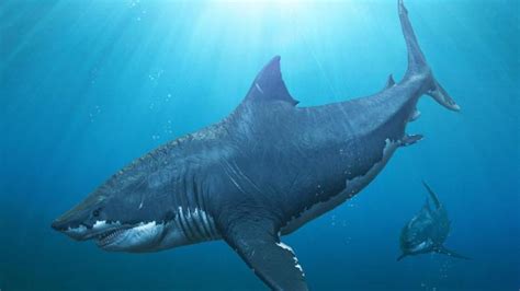 Fakta Unik Megalodon Hiu Terbesar Di Dunia Yang Siripnya Setinggi