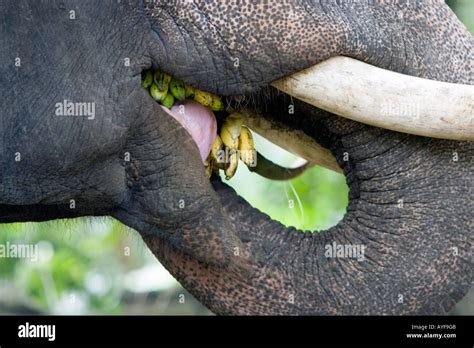 Captive Elephant Feeding On Bananas In An Elephant Sanctuary Kerala