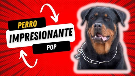 Cómo los Rottweilers han dejado una marca en la cultura popular YouTube