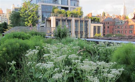 Weird and Wonderful Plants for Pollinators: Wild Quinine | Xerces Society