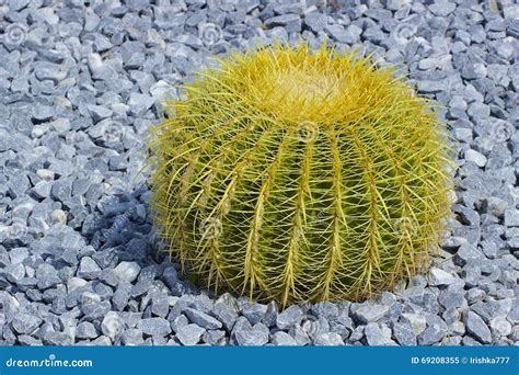 Round Cactus Stock Image Image Of Growing Desert Succulent 69208355