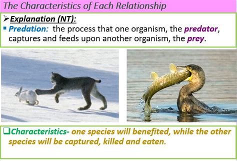 Explore The Fascinating World Of Predation