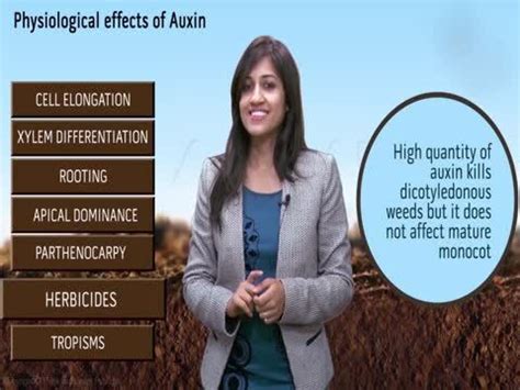 What is a coleoptile in plants?