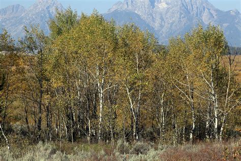 Aspen Turning Grand Teton Ched Flickr