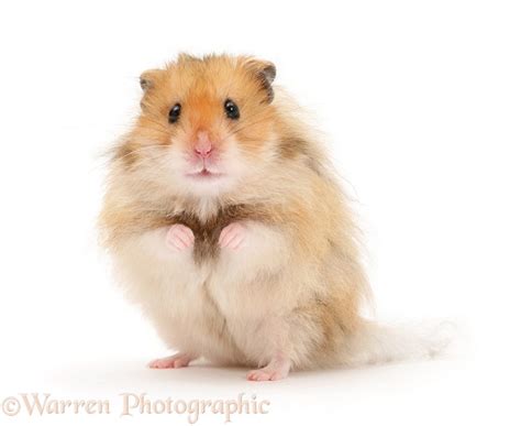 Long-haired Syrian Hamster photo WP17231