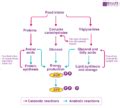 Catabolism - Definition, Metabolism Stages with Videos & Examples