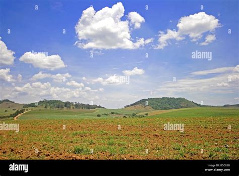 Sugar Cane Plantation Brazil Hi Res Stock Photography And Images Alamy