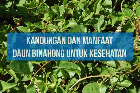 Kandungan Dan Manfaat Daun Binahong Untuk Kesehatan Yang Belum Kamu