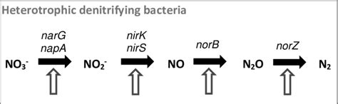 denitrification outline   pathway  enzymes involved