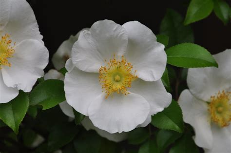 Cherokee Rose Rosa Laevigata） Kyoshiok Flickr