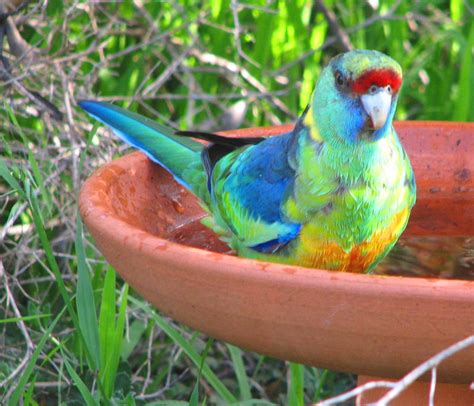 Australian Ringneck - Trevor's Birding