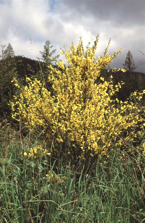 Cytisus scoparius – PlantRight