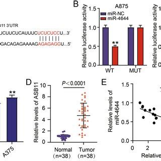 Eif B Regulates Cebpb Target Expression And Its Role In Hnscc A