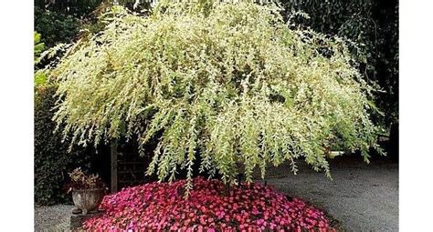 The Dappled Willow A Small Landscape Tree Or Hedge Daves Garden