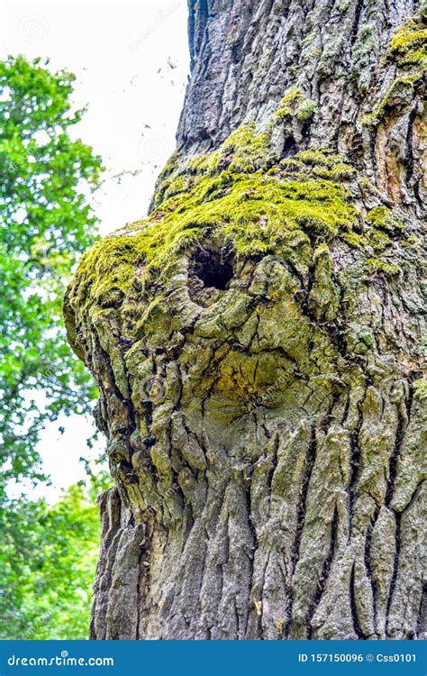 Mossy Trunk Of Mighty Ancient Oak Tree In Summer Forest Oak Bark