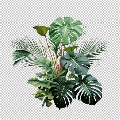 Premium PSD Monstera Deliciosa Tropical Leaf Isolated