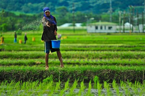 farmer applies fertilizer farmer applies fertilizer part  flickr