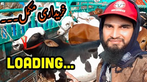 LOADING Of Cows Of HD Cattle Farm After Purchasing From Sheikh Wahan