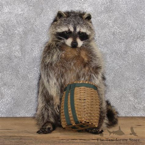 Raccoon Mount W Basket For Sale 12391 The Taxidermy Store