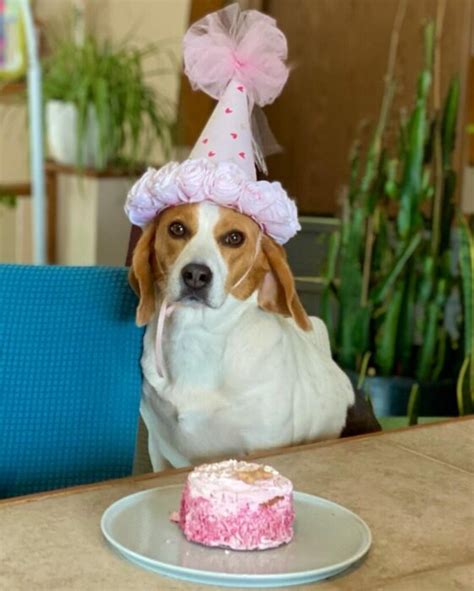 Celebrating A Beagles Fifth Birthday A Joyful Milestone Sahlt3rf