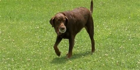 Meet The Chocolate Labrador Behind The Arrest Of Fugitive Michael