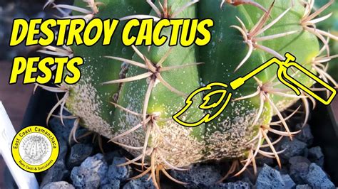 How To Kill ☠️ Mealybugs And Scale Bugs On Cacti 🌵 And Succulents Youtube