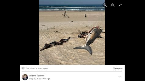 Shark Ate Dolphin Then Bigger Creature Ate Shark Team Says The State